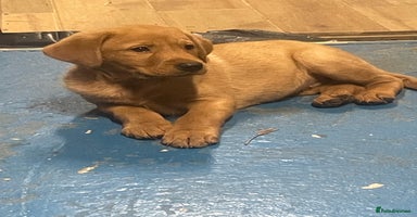 Labrador Retriever dogs Labrador red fox bitch - Advert 4