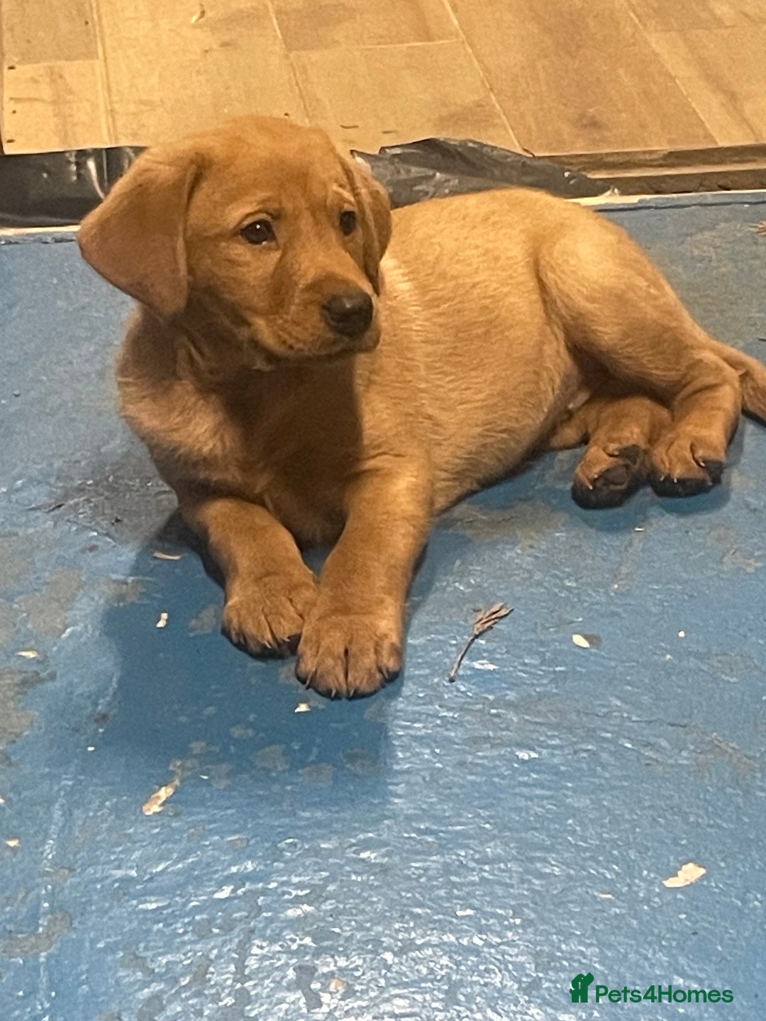 Labrador Retriever dogs for sale: Labrador red fox bitch - Advert 2