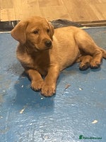 Labrador Retriever dogs Labrador red fox bitch - Advert 2