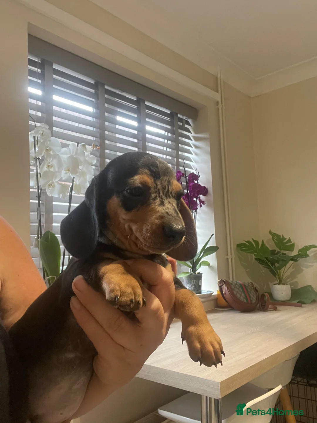 Dachshund dogs for sale: Beautiful sliver merle & Black and Tan dachshunds - Advert 2