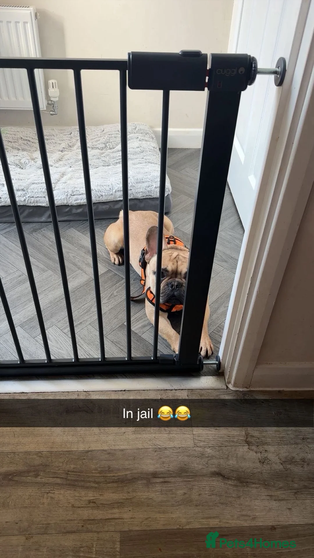 French Bulldog dogs for sale: Male French bulldog for sale in Loughborough - Advert 2