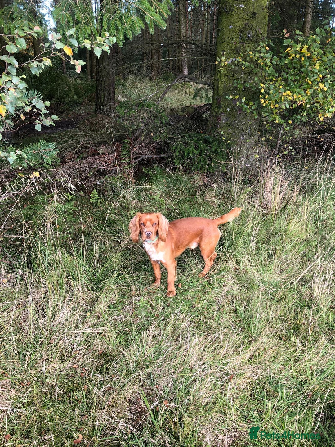 Cocker Spaniel dogs for stud: Proven working KC reg Cocker Spaniel for stud.  in Bathgate - Advert 4