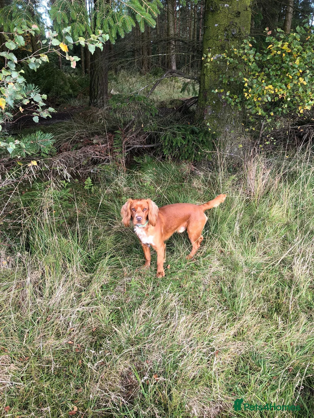 Cocker Spaniel dogs for stud: Proven working KC reg Cocker Spaniel for stud.  in Bathgate - Advert 4