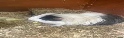Guinea Pig rodents for sale: Bonded male guinea pigs  in Bridgwater - Advert 2