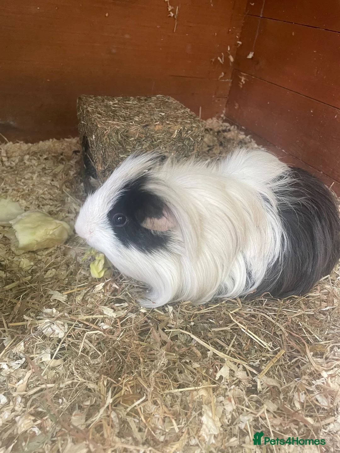 Guinea Pig rodents for sale: Bonded male guinea pigs  in Bridgwater - Advert 2