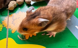 Hamster rodents for sale: Beautiful, pedigree Syrian hamster babies in High Wycombe - Image 7