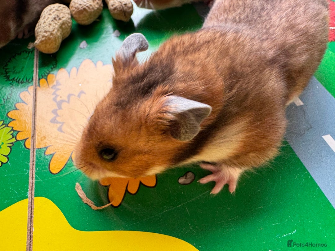 Hamster rodents for sale: Beautiful, pedigree Syrian hamster babies in High Wycombe - Image 7