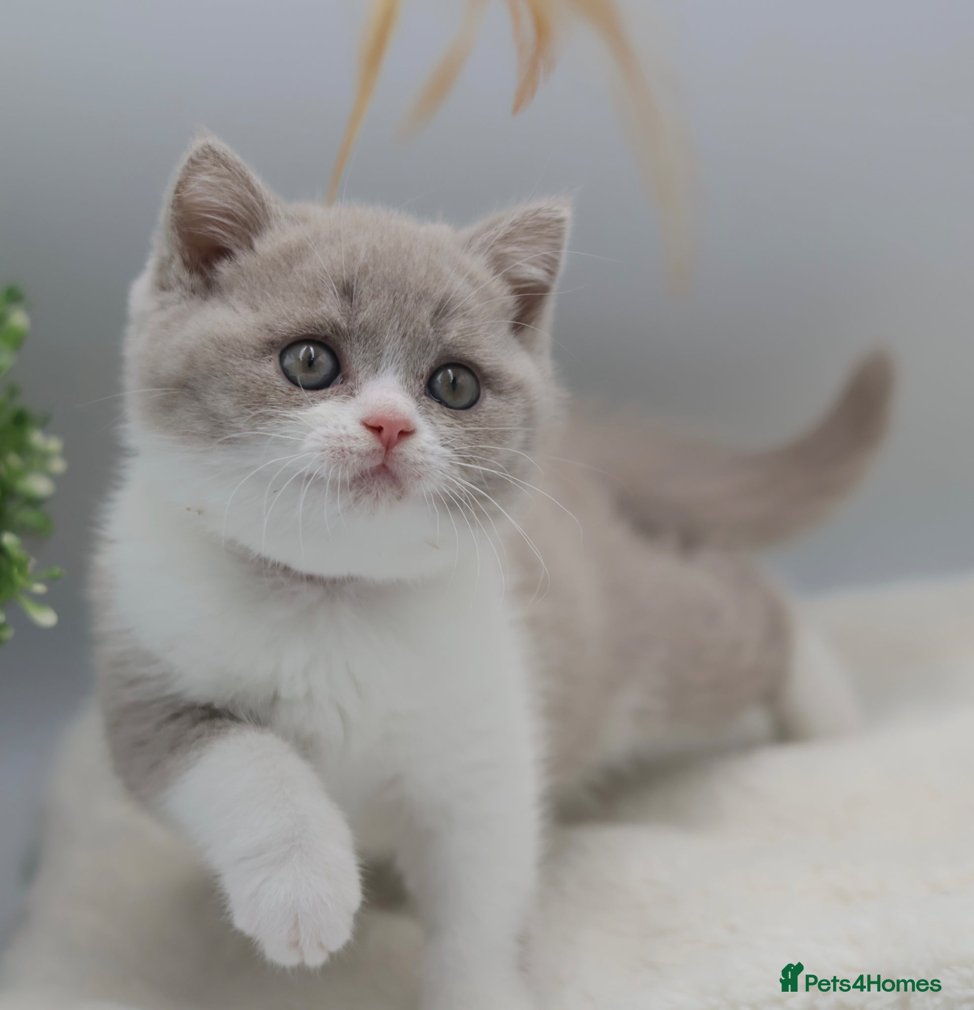 British Shorthair cats PEDIGREE REGISTERED CHUNKY BRITISH SHORTHAIRS - Advert 1