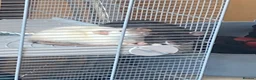 Rat rodents for sale: 2 female rats to be re homed   in Loughborough - Advert 2