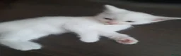 Ragdoll cats for sale: 3 Cute White half ragdolls for sale - Advert 5