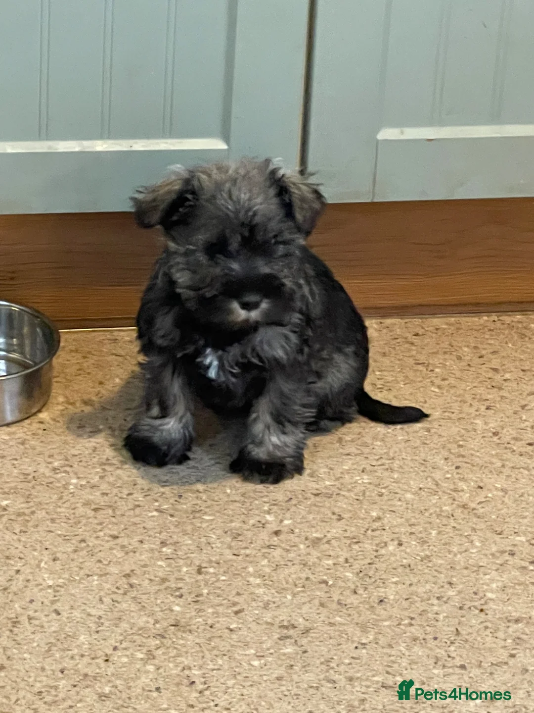 Miniature Schnauzer dogs for sale: KC registered Miniature schnauzer pups for sale  - Advert 4