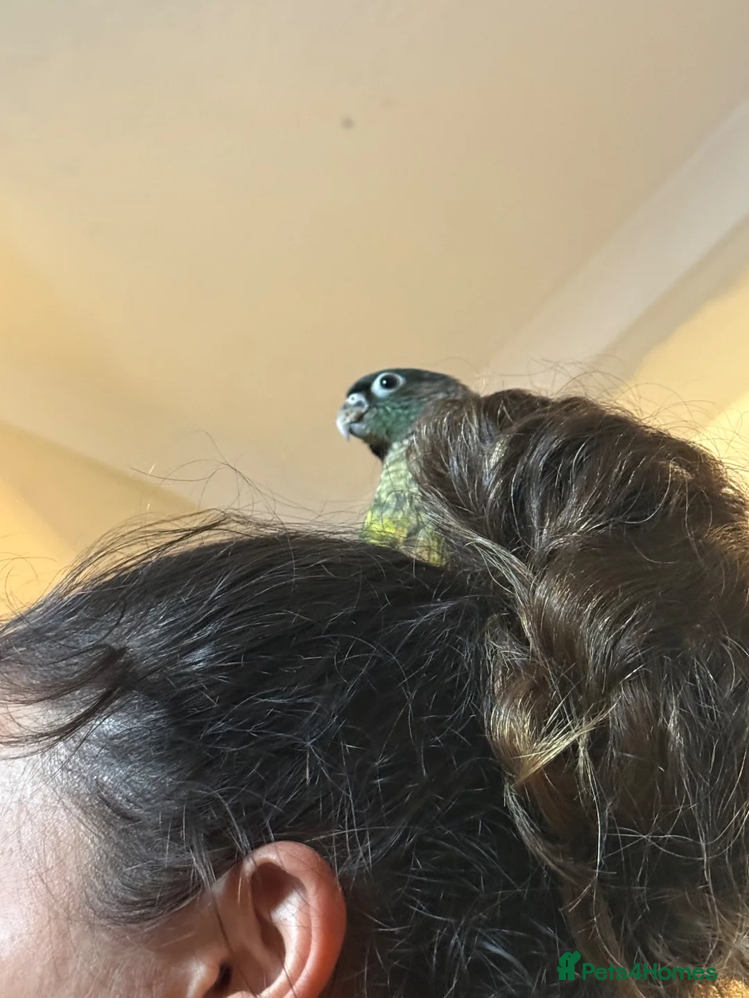 Conures birds for sale: Silly hand tame Green cheek conure 12 weeks old   in Oldbury - Advert 3