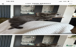 Maine Coon cats for sale: 16 week old Maine coon champion lineage  - Image 2