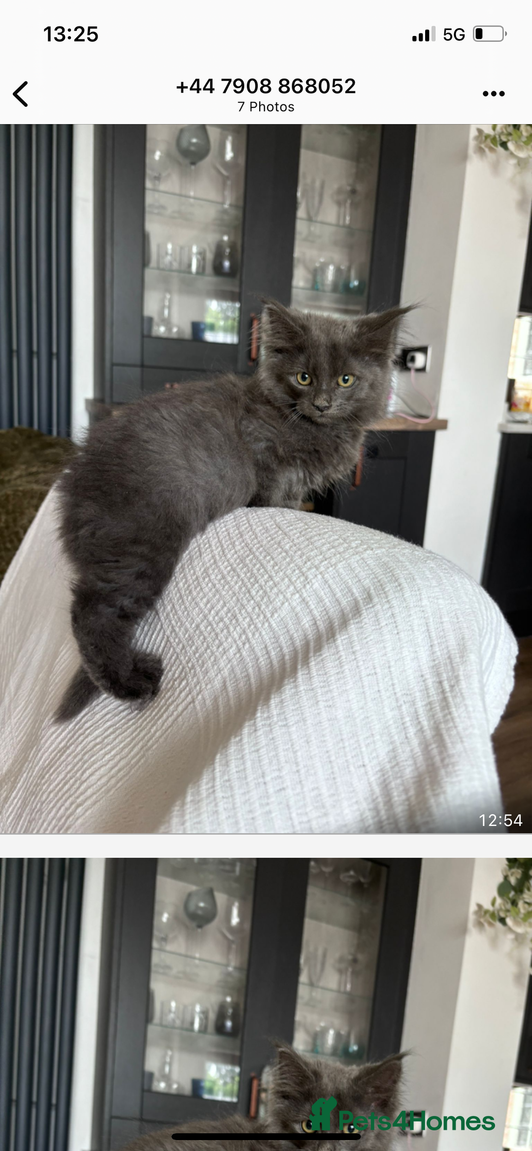 Maine Coon cats for sale: 16 week old Maine coon champion lineage  - Image 2