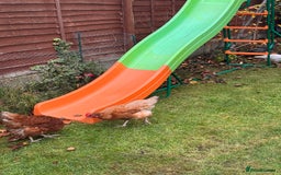 Chickens poultry for sale: x 8 Egg laying chickens  - Image 14