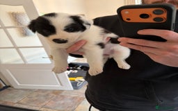Border Collie dogs for sale: Pure Breed Boarder Collie Pups - Image 30