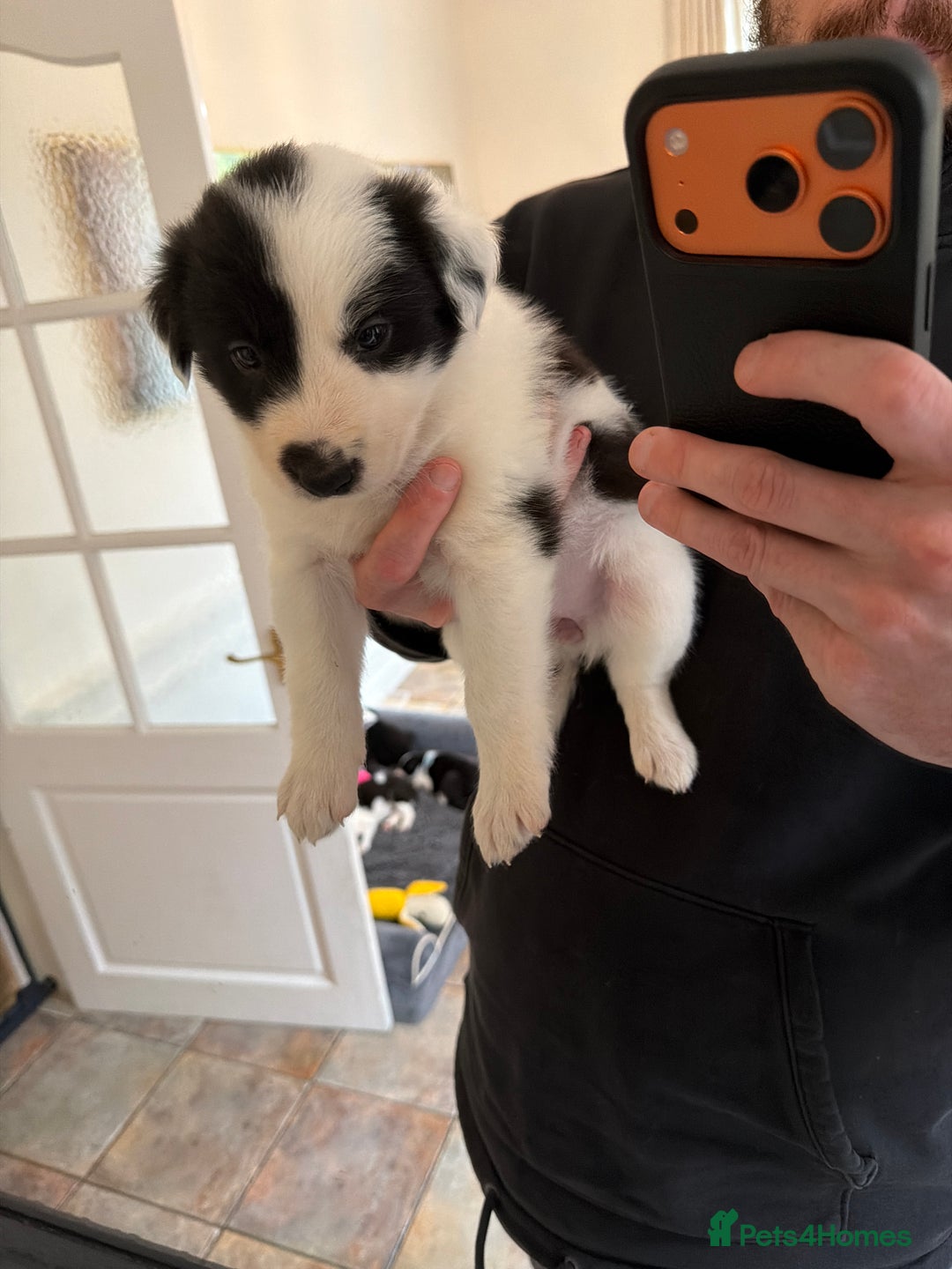 Border Collie dogs for sale: Pure Breed Boarder Collie Pups - Image 30