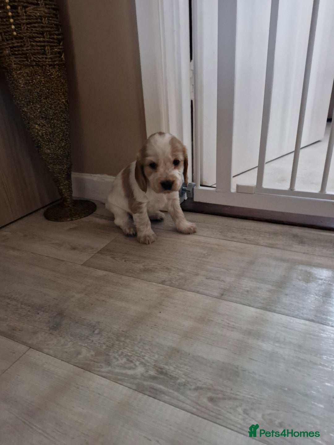 Cocker Spaniel dogs for sale: KC registered Orange Roan Cocker Spaniels - Image 6