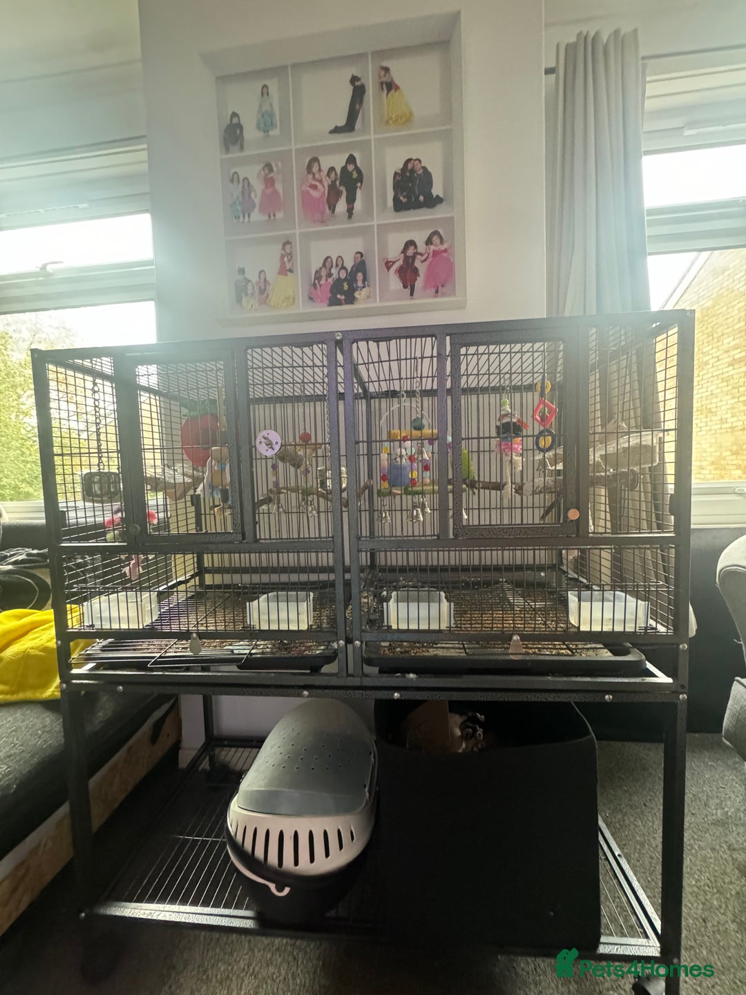 Budgerigars birds for sale: 2 Budgies and cage for sale - Image 5