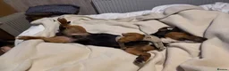 Jackshund dogs for sale: Jackshund for sale in Beckenham - Advert 19