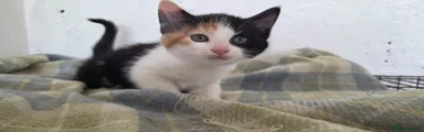 Mixed Breed 3