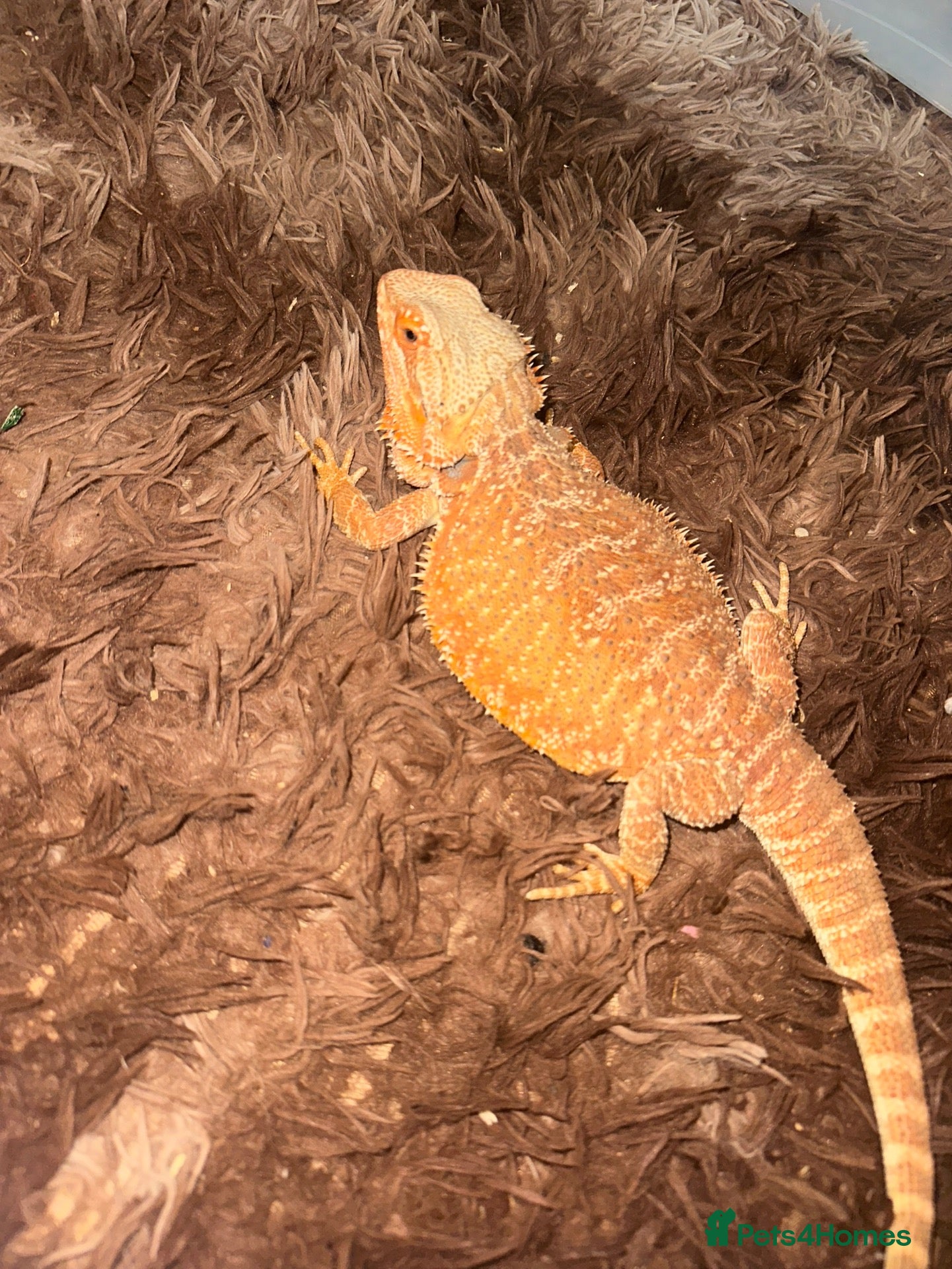 Bearded Dragon reptiles bearded dragon  - Advert 9