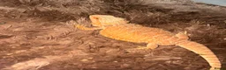 Bearded Dragon reptiles for sale: bearded dragon  - Advert 1