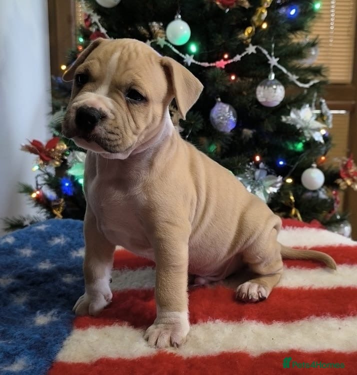 Staffordshire Bull Terrier dogs 💕 beautiful Staffordshire puppies ❤️ - Advert 1