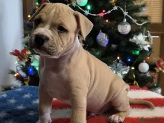 Staffordshire Bull Terrier dogs 💕 beautiful Staffordshire puppies ❤️ - Advert 1