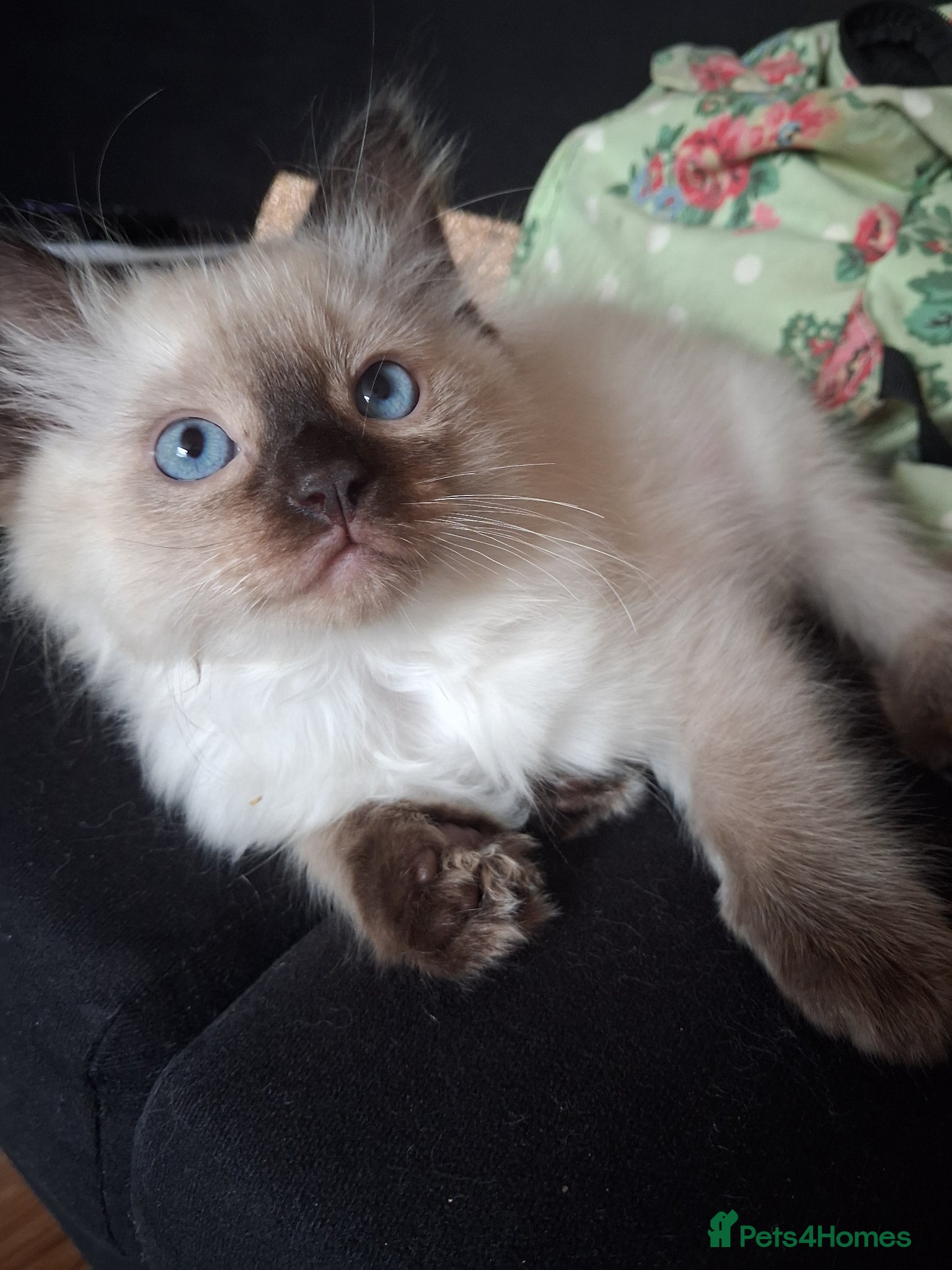 Ragdoll cats for sale: Ragdoll kittens ready 11th June after vet check - Advert 2