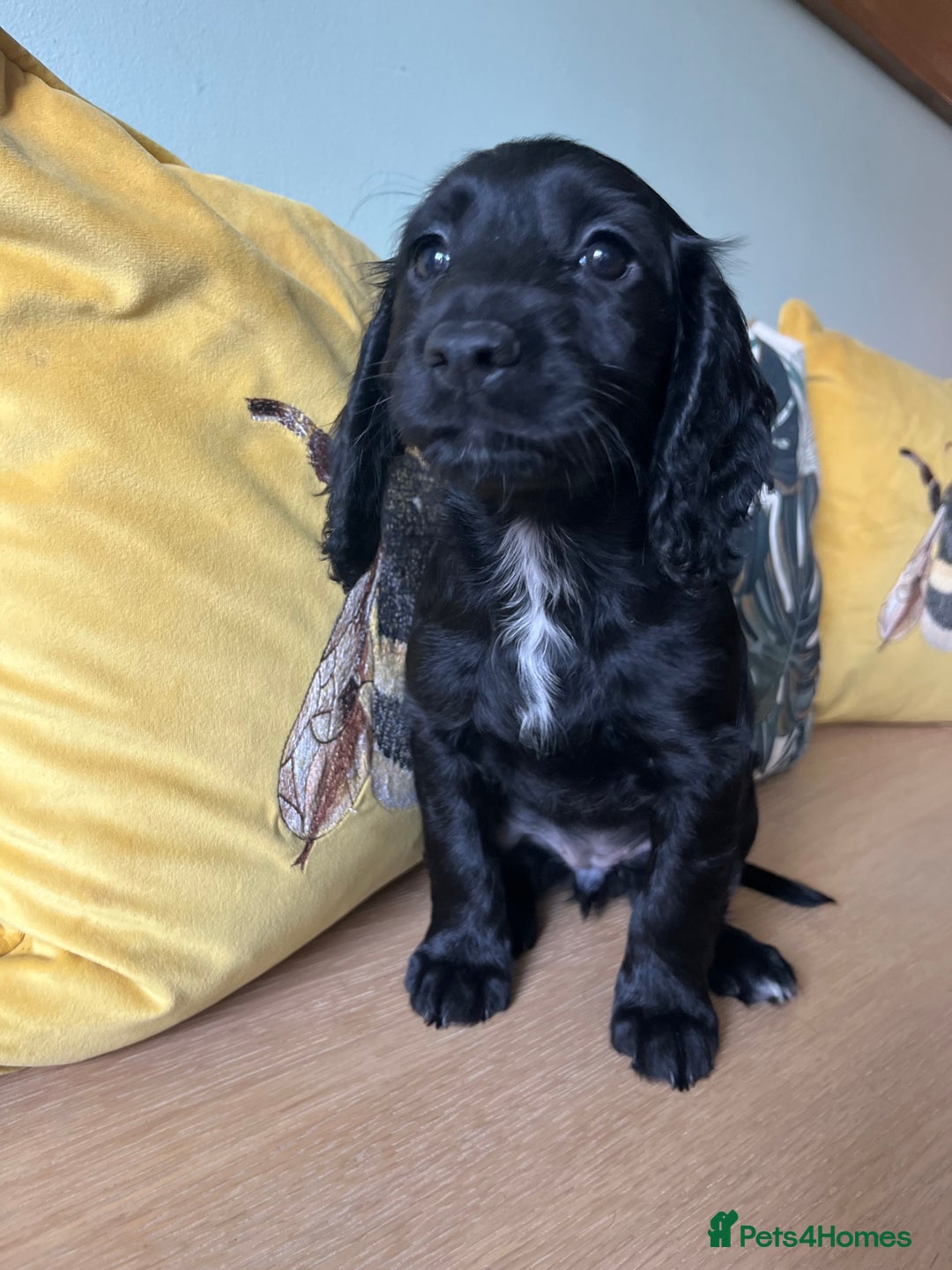 Sprocker dogs for sale: Sprocker Puppies - Image 6