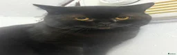 British Shorthair cats for sale: British short hair male - Advert 4