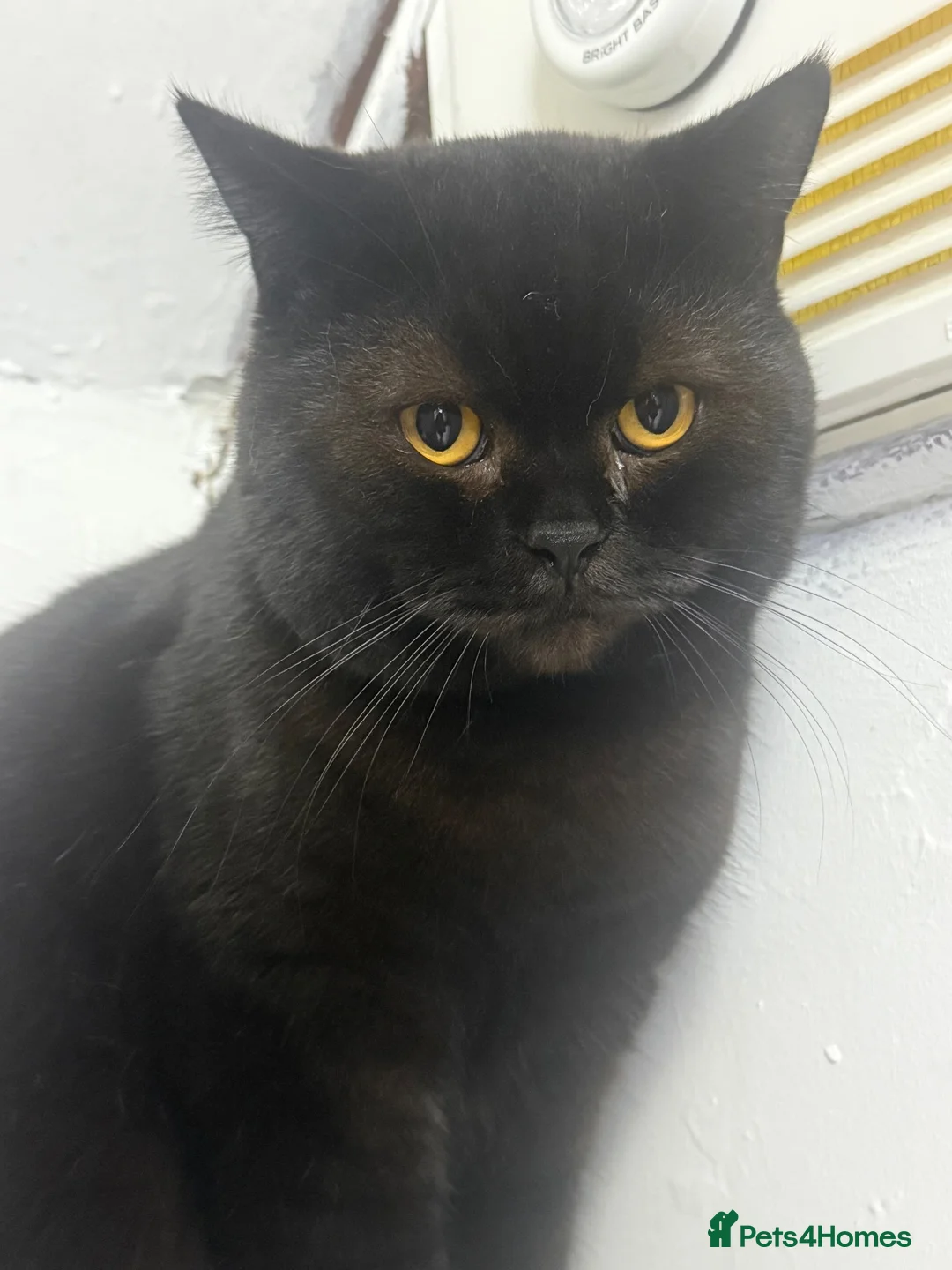 British Shorthair cats for sale: British short hair male - Advert 4