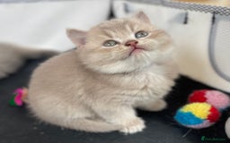 British Shorthair cats for sale: Active Blue Golden Tipped British Shorthair MARCUS - Image 17