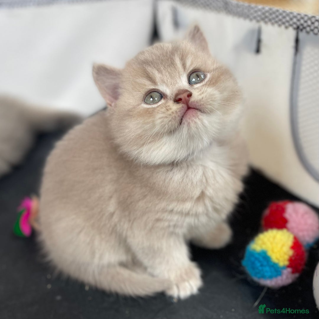 British Shorthair cats for sale: Active Blue Golden Tipped British Shorthair MARCUS - Image 17