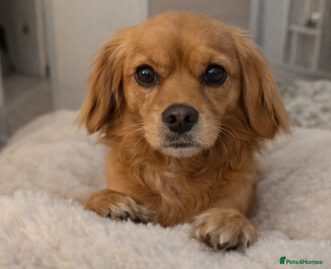 Cavalier King Charles Spaniel dogs for sale: Cavalier looking for new lap. - Advert 1