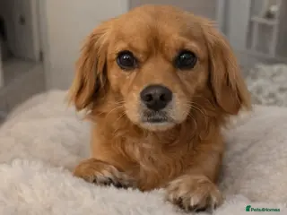 Cavalier King Charles Spaniel dogs Cavalier looking for new lap. - Advert 1