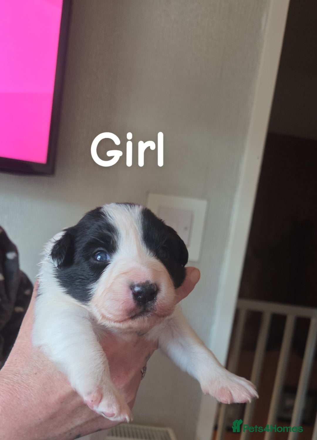 Border Collie dogs for sale: Border collie puppies  - Advert 6