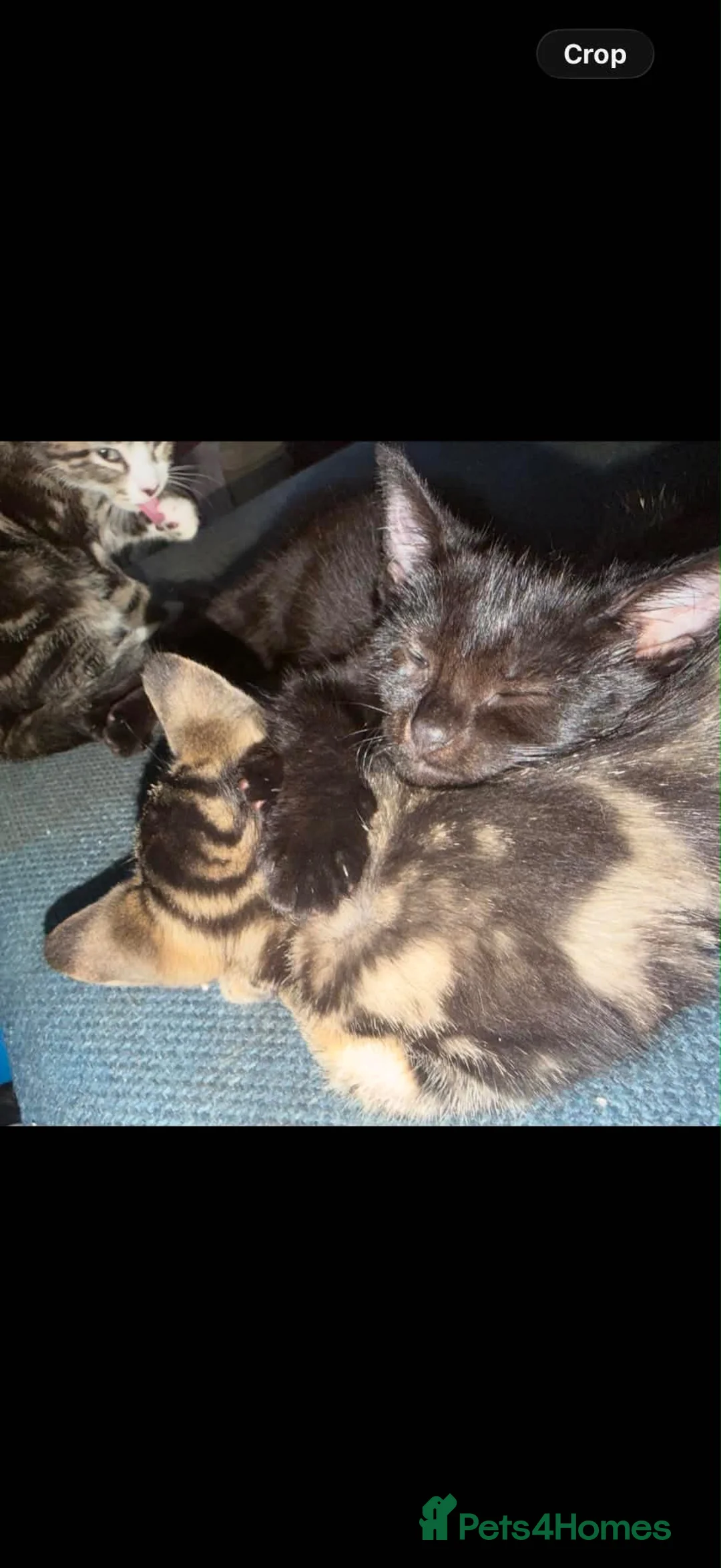 Mixed Breed cats for sale: For sale - Advert 5