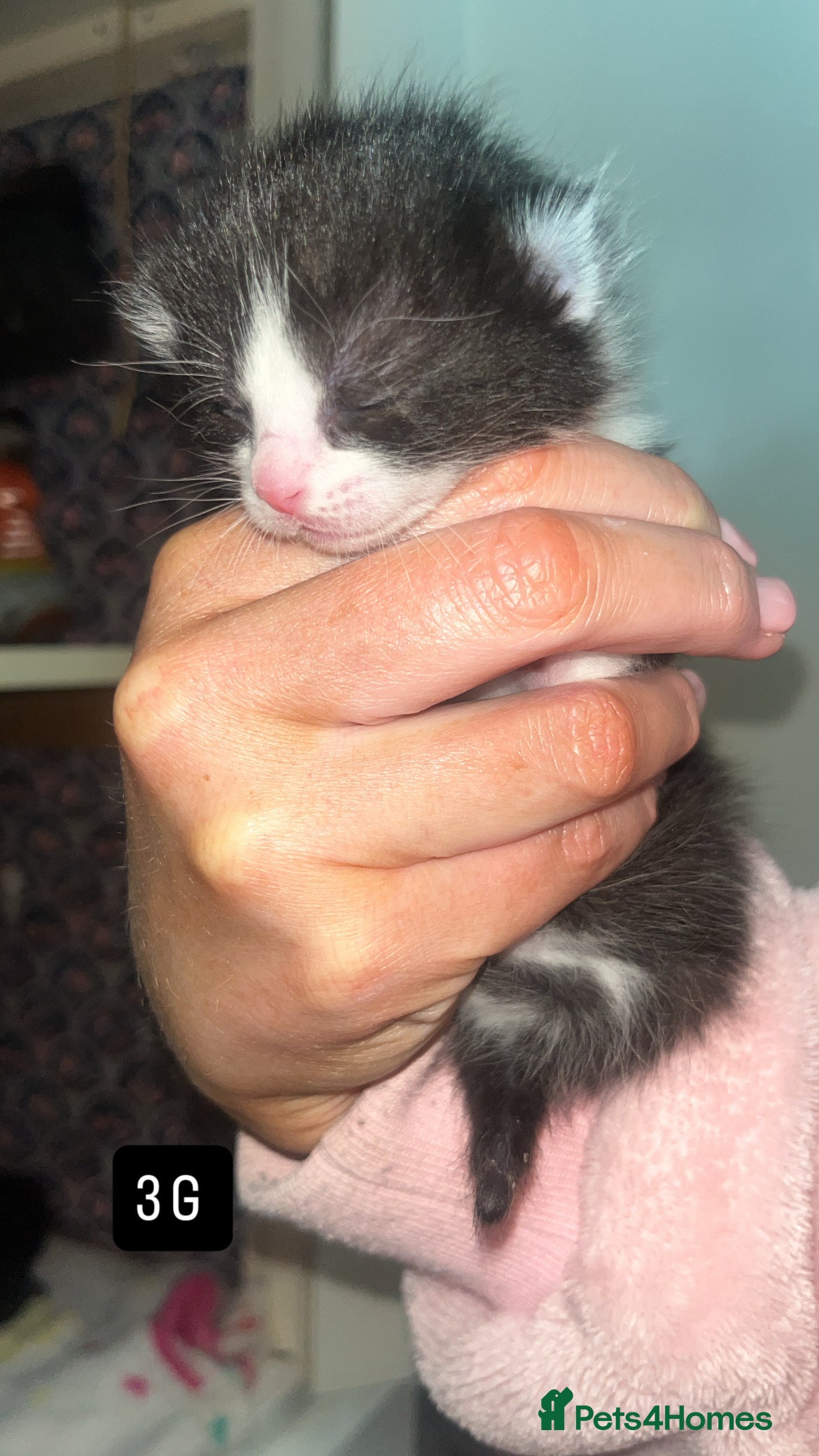 Mixed Breed Kitten 3