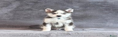 Pomsky Puppy 1