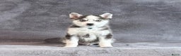 Pomsky dogs for sale: F3 blue eyes perfect husky markings Pomsky puppies - Advert 19
