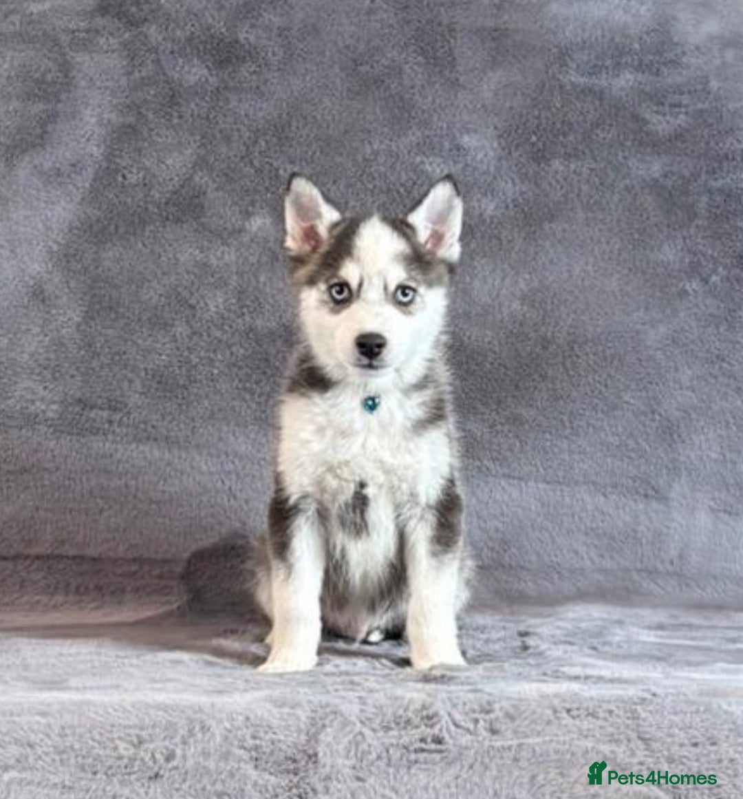 Pomsky dogs for sale: F3 blue eyes perfect husky markings Pomsky puppies - Advert 19