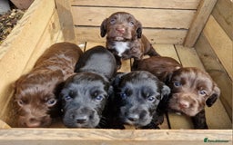 Cocker Spaniel dogs for sale: Cocker Spaniel Puppies - KC Registered  - Image 10