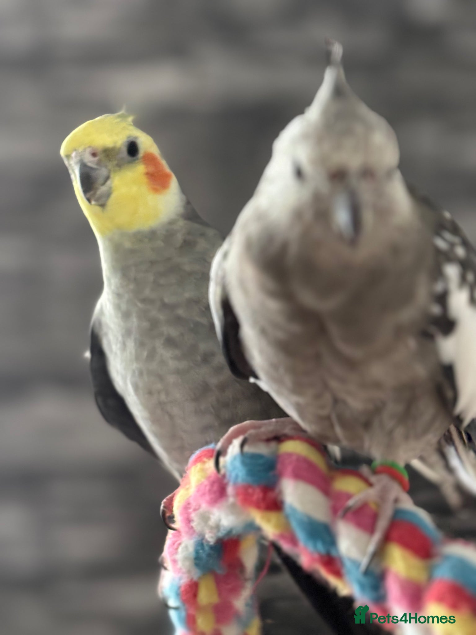 Cockatiels birds Bonded pair cockatiels - Advert 18