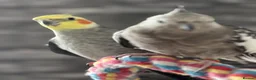 Cockatiels birds for sale: Bonded pair cockatiels - Advert 1