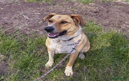 Mixed Breed dogs for adoption: MARSHALL the Marvellous - Image 7