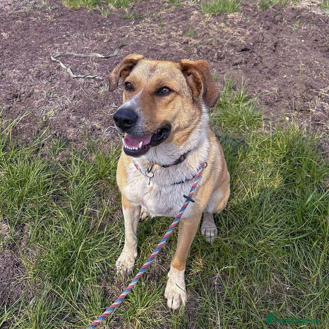 Mixed Breed dogs for adoption: MARSHALL the Marvellous - Image 7