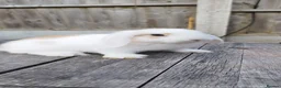 Mini Lop rabbits for sale: Minilop bunnies  - Advert 2