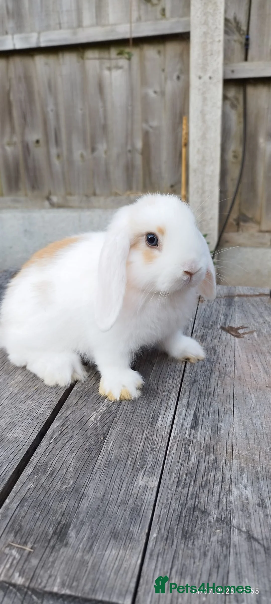 Mini Lop rabbits for sale: Minilop bunnies  - Advert 2